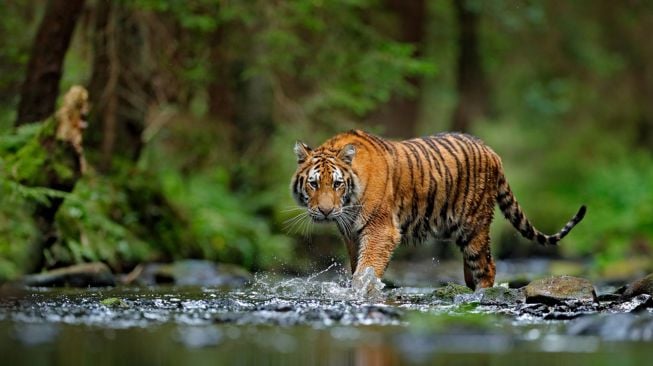 Mengenal Harimau Liar Kehidupan dan Habitatnya di Alam Liar